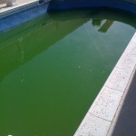Algae Cleanup